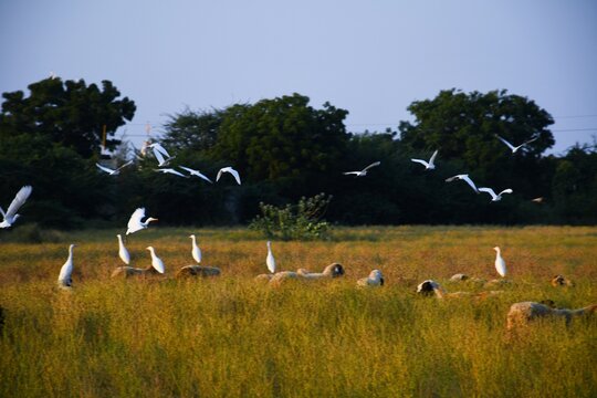 Bagula and Sheep in the farm at Morning, Kutch Gujarat, India