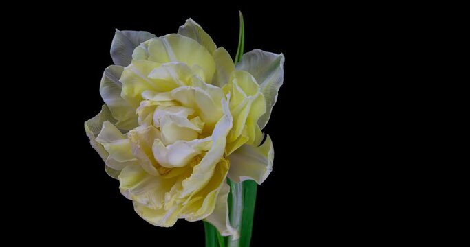 Timelapse of white tulip flower blooming on black background.