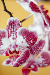 
pink orchid on a yellow background