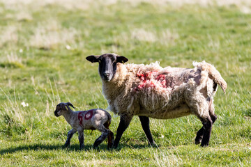 Baby spring lamb following after its mother in a Suffolk farm field © Collins Photography