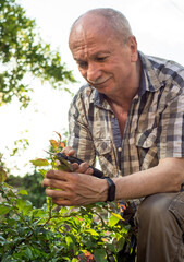 Fototapeta premium Senior man with secateurs cutting off branches of bush in the garden
