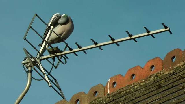 Pigeon perched on TV Ariel / house rooftop. 