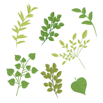 Design elements set collection of green leaves. Vector illustration.