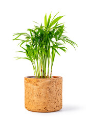 Decoration plant on ceramic pot