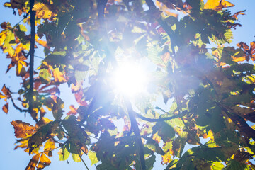 Fototapeta na wymiar Yellow leaves on a tree in Autumn