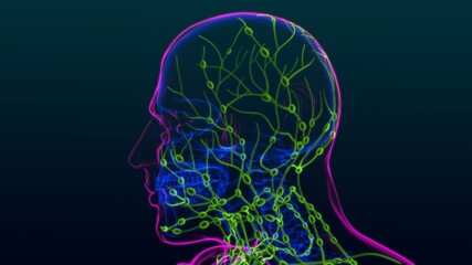 Obraz premium Human Lymph Nodes Anatomy For Medical Concept 3D