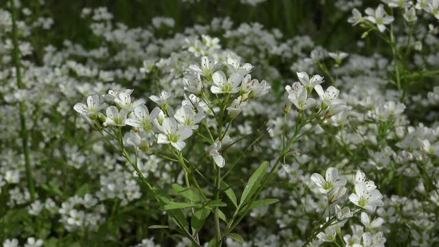 Glade with Large Bitter-Cress flowers (Cardamine amara).