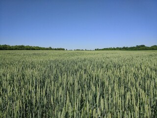 huge wheat field with clear sky