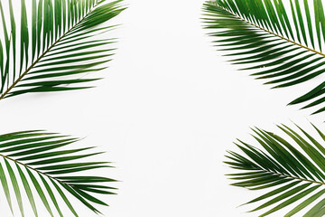 palm leaves isolated on white background frame texture summer tropical pattern