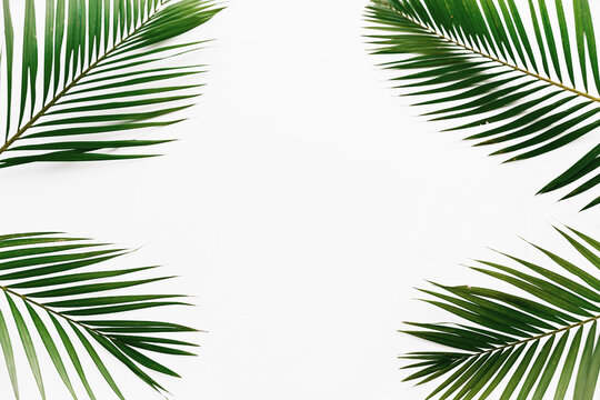palm leaves isolated on white background frame texture summer tropical pattern 4 leaves corner