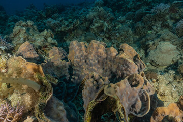 Coral reef and water plants in the Red Sea, Eilat Israel
