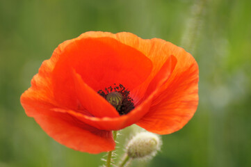Fototapeta premium Pole makowe Papaver rhoeas to raj dla owadów