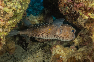 Fish swim in the Red Sea, colorful fish, Eilat Israel
