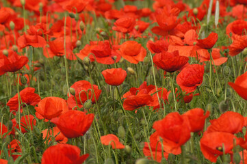 Mohnblumenfeld Papaver rhoeas ein Paradis für Insekten