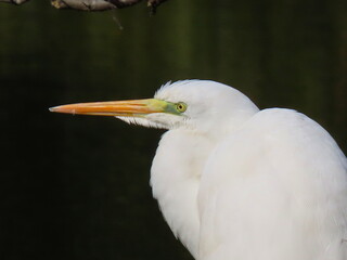 great white heron closeup