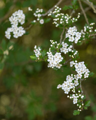 white flowers on a tree