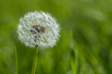 dandelion on green background