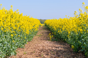 Obraz premium yellow rapeseed field