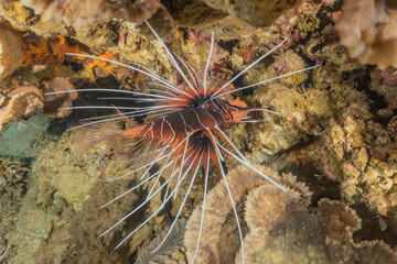 Lion fish in the Red Sea colorful fish, Eilat Israel
