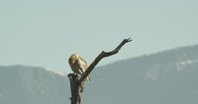 Alimoche com&uacute;n o buitre egipcio (Neophron percnopterus)