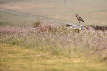 Fototapeta premium Curlew in the Yorkshire Dales