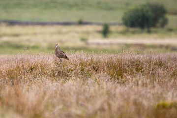 Curlew in the Yorkshire Dales