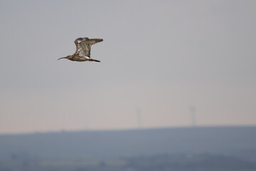 Curlew in the Yorkshire Dales