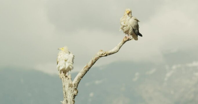 Alimoche com&uacute;n o buitre egipcio (Neophron percnopterus)