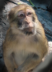 A yellow-brown monkey is sitting on a rock and looking up.