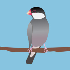
A digital vector illustration of a java sparrow. He is sitting on a long branch. Blue background
