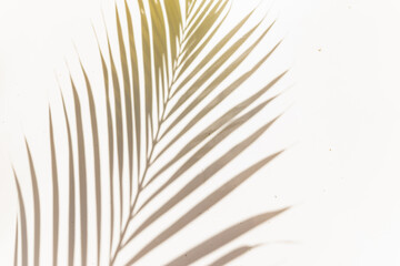 palm leaf shadow on white background sunny sunlight garden left