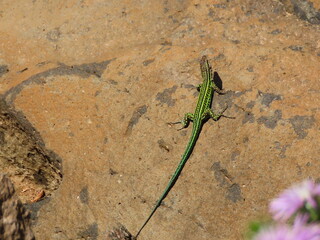 Tyrrhenian wall lizard on rock, sardinia