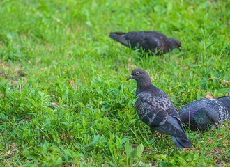 Blue doves on green grass