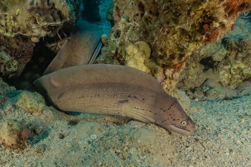 Moray eel Mooray lycodontis undulatus in the Red Sea, eilat israel
