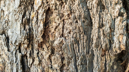 Fototapeta premium stone wall texture