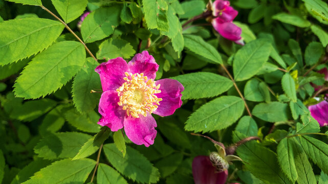 pink rose bush