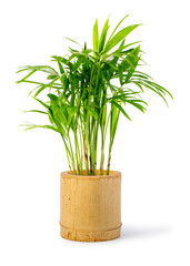 Decoration plant on bamboo pot