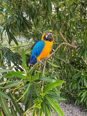 blue and yellow macaw