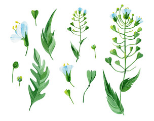 Big set of Capsella wildflowers (seeds, leaves, buds, stems). Hand-drawn in watercolor. Botanical illustrations on a white background. Design elements that are perfect for cards, prints, textiles.