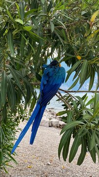 Blue Winged Macaw