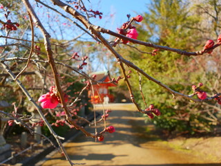 first blossom, japan