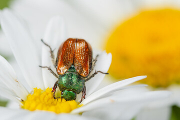 Gartenlaubkäfer Phyllopertha horticola auf Margerite