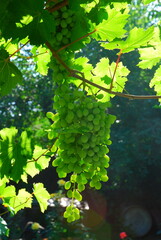 vineyard in summer