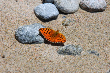 butterfly on the beach