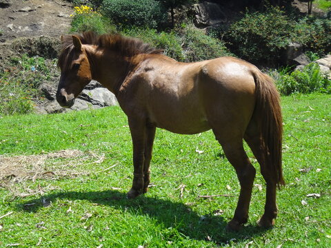 A horse grazing in the grasslands near the forests of Idukki, Kerala, India. These forests are famous for its sandalwood trees, sugarcane plantations and jaggery industries.