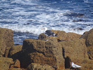 seagull on rock