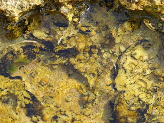 water snails on stone