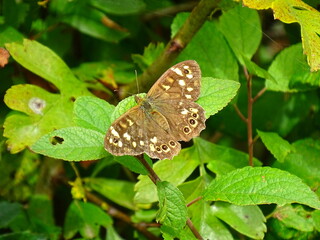 Brown butterfly