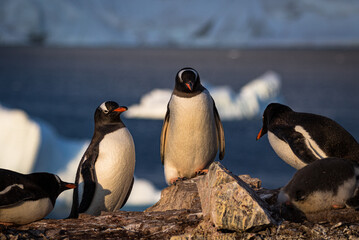 Gentoo penguins in Antarctica (Pygoscelis papua)
