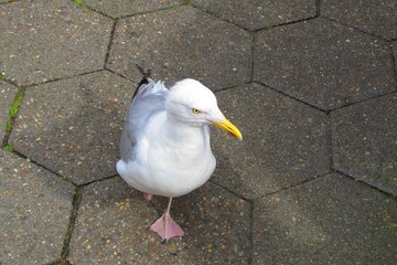 M&ouml;we l&auml;uft selbstbewusst durch die Innenstadt von  Norderney.
